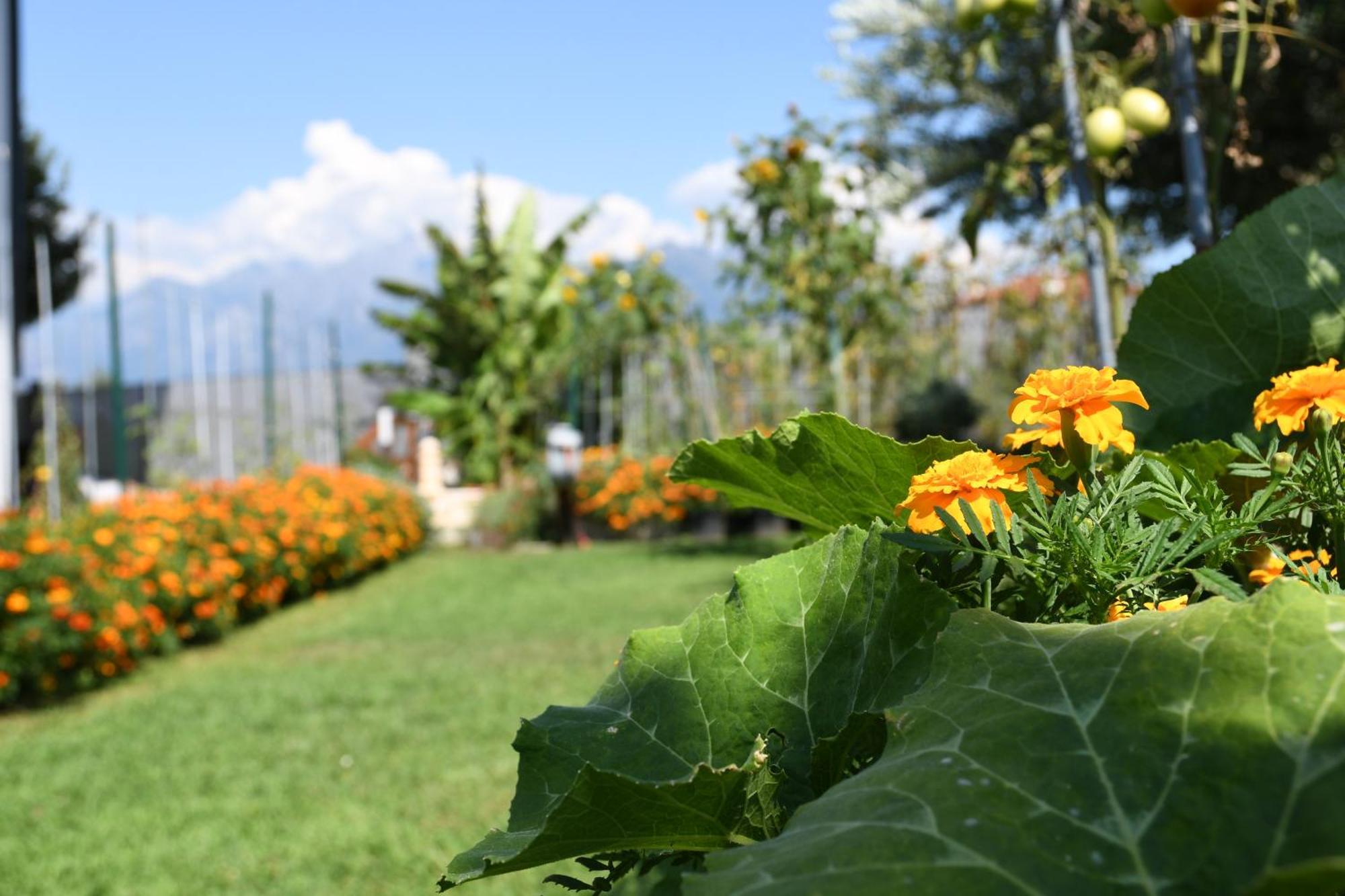 Il Giardino Dei Ciliegi Apartment Colico Ngoại thất bức ảnh